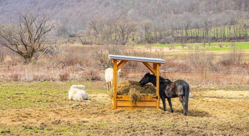 Charming Farmhouse, Including Barn Filled With Horses And Livestock