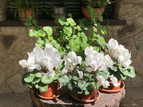 Bed & Breakfast Tencarola B & B