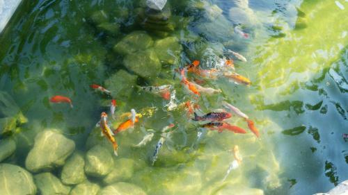 Pisces Garden B&B
