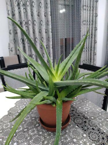 Apartamento Tolka's Home