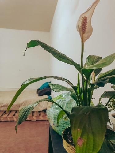 The Flower House