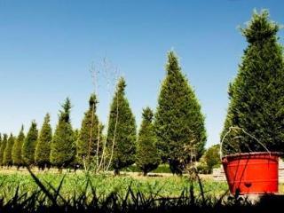 Bed & Breakfast Il Giardino Di Rebecca
