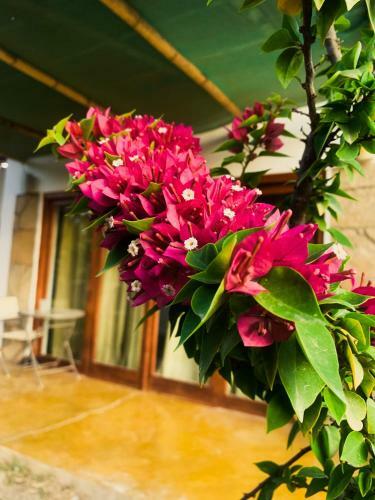 Bed & Breakfast Casa Tokuyo