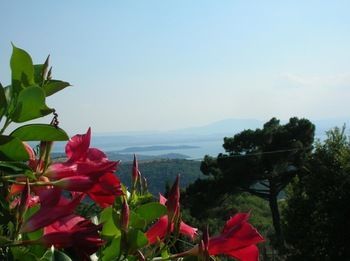 Agroturismo Locanda Del Galluzzo