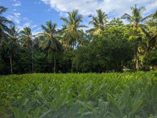 Hotel Soba Lanka Holiday Resort