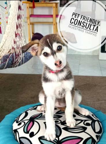 Bed & Breakfast Rooms Chile Mexicano