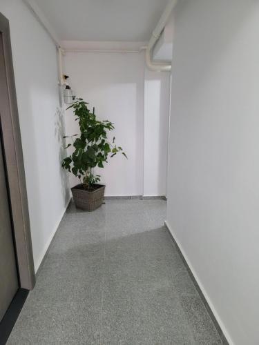 Alina Apartament 2