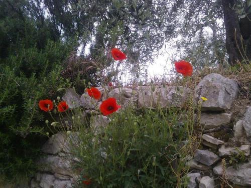 Apartamento Il Palagetto