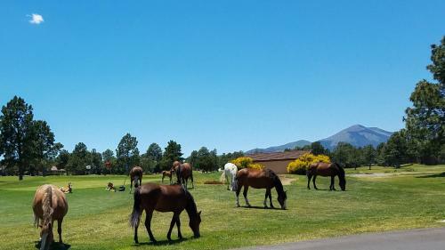 In The Pines
