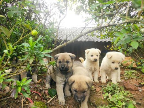 Hotel S�nh Homestay T? Van
