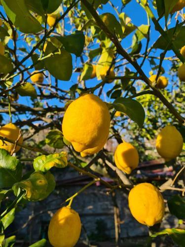 La Limonara B&B