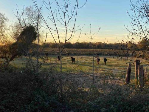 Villa Neuve En Petite Camargue