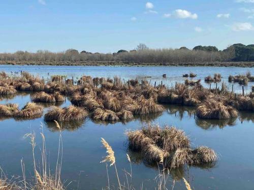 Villa Neuve En Petite Camargue