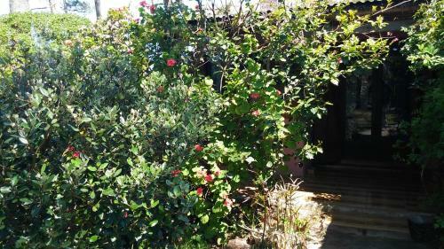 Alba Luz