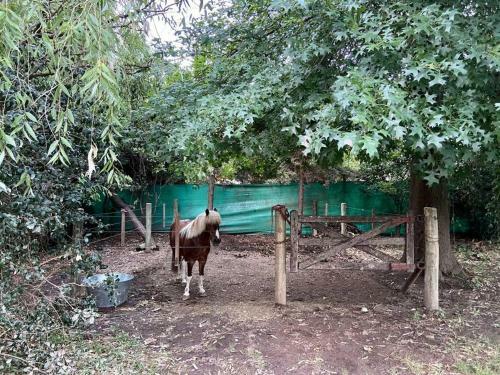 Casa Con Gran Jard�n Y Pileta En El Pueblo