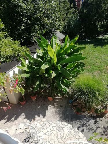 Szilvia Apartman