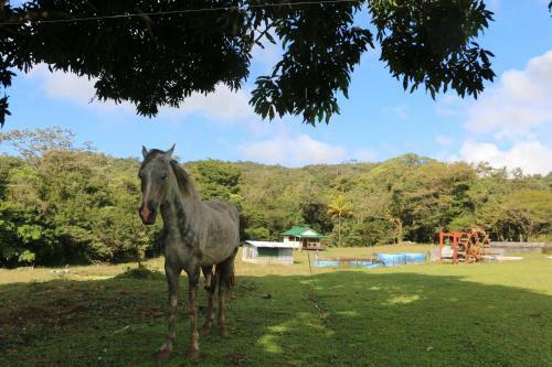 Apartamento Caba�a Ecolog�a Rodeada De Naturaleza