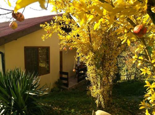 Yellow Villa