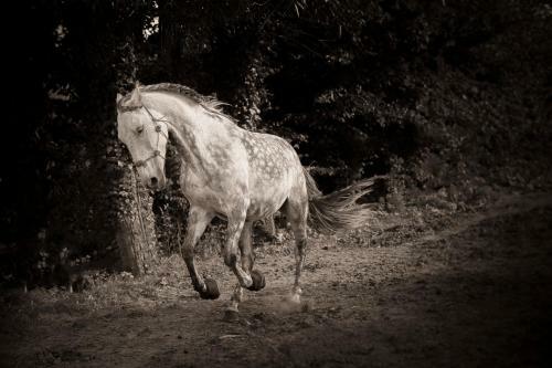 Tiny-house-horses-spa-yoga-
