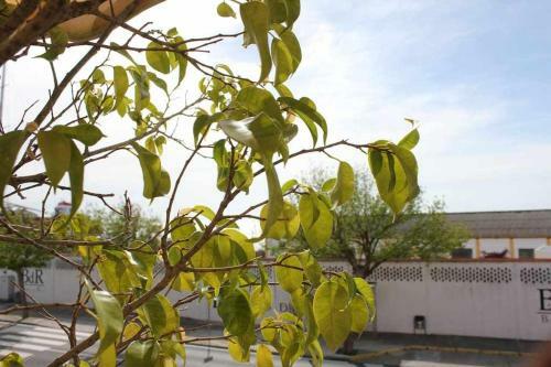 Monkeys Apartments Sanl�car Beach & Relax
