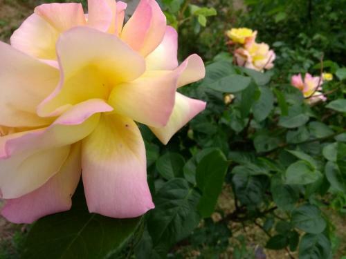 Hostal Prague Retro Challenge And Garden