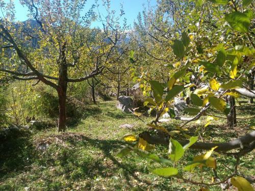 Solang Valley Camp
