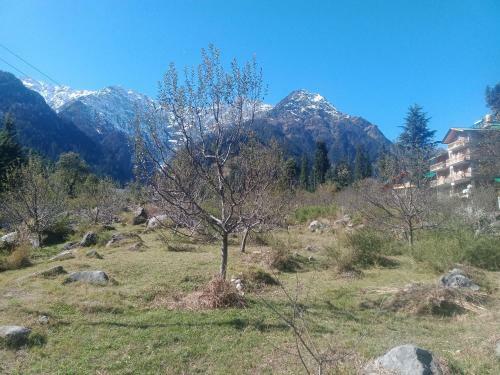 Solang Valley Camp