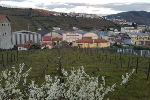 Apartamento Casa Moscatel - Douro Valley