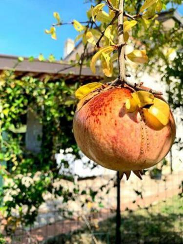 Villa Molaro Bed&green - Free Parking & Wifi