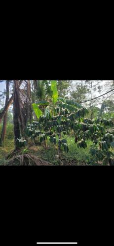 Apartamento Vedaanti Farm Stay