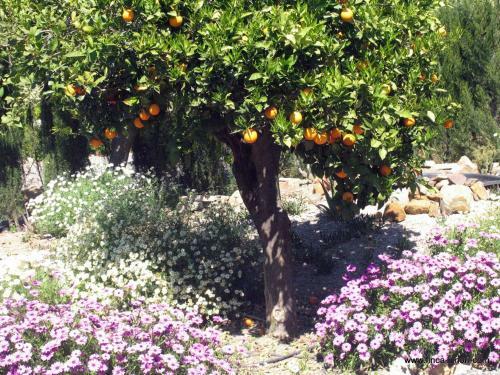 Bed & Breakfast Finca Lim�n