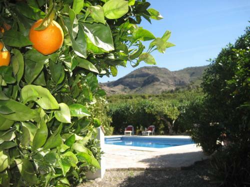 Bed & Breakfast Finca Lim�n