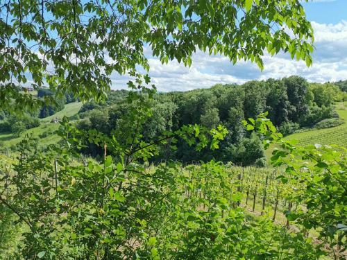 Agroturismo Weingut Assigal