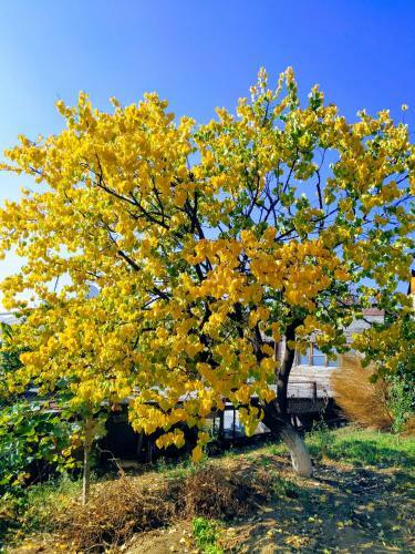 Hostal Ghazaryan Guest House