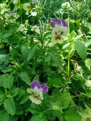 Hostal Ghazaryan Guest House