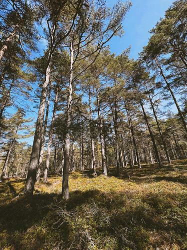 Puhkusemaja Laulasmaal