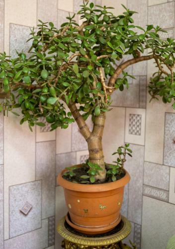 Albergue Tsera House