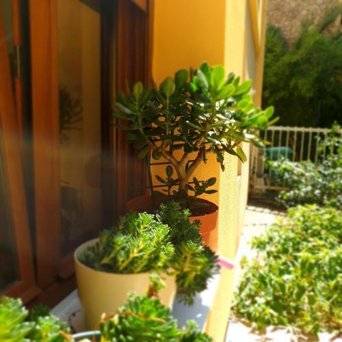 Apartamento Villa Vuja?i?