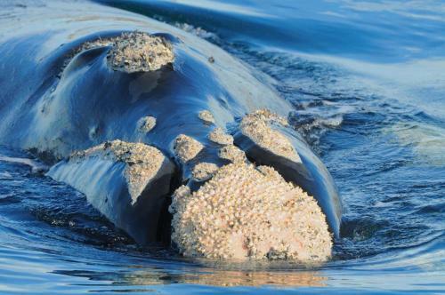 El Canto De La Ballena 2