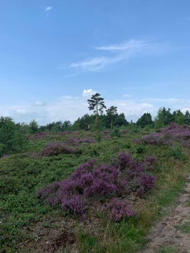 Bed & Breakfast Haarles Landleven