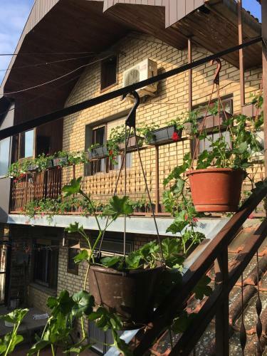 Apartman Flora