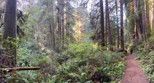 Glamping In The Redwoods