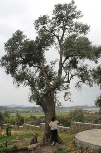 Agroturismo Olive Garden Retreat