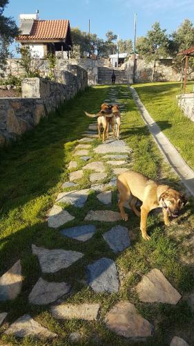 Agroturismo Olive Garden Retreat