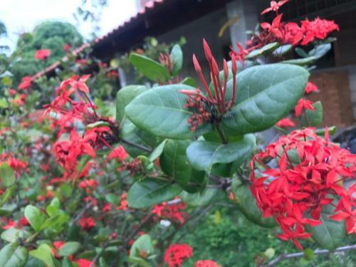 Hostal Pousada Flor De Alecrim