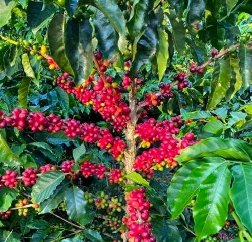 Finca Cafetera El Coral 2