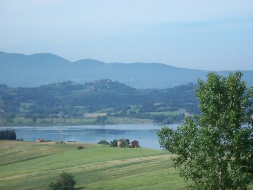 Coltorto