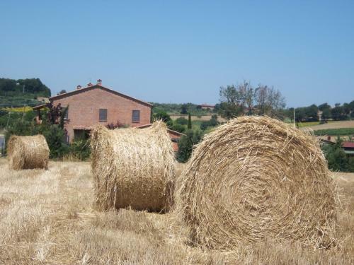 Coltorto