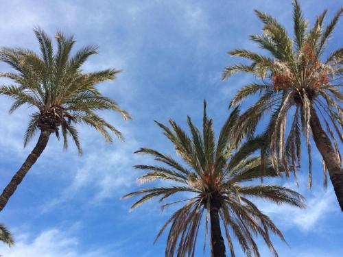 Apartamento Calypso Resort