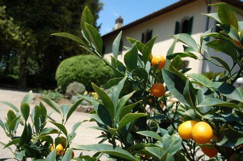 Villa Milani